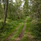 Ein Weg der durchs Wurzacher Ried führt